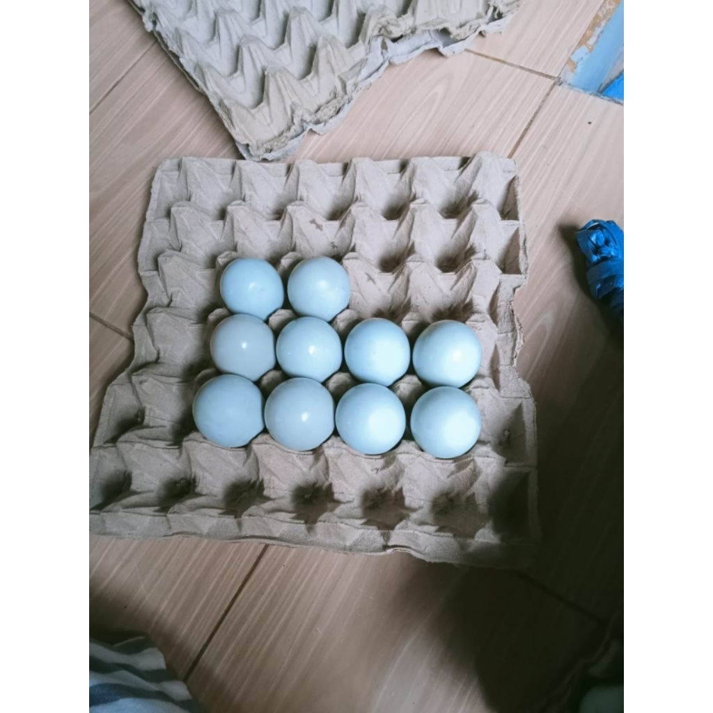 

paket hemat 10 butir telur bebek fresh
