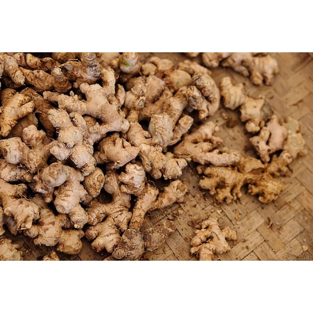 

JAHE EMPRIT jahe kecil bersih dari tanah fresh