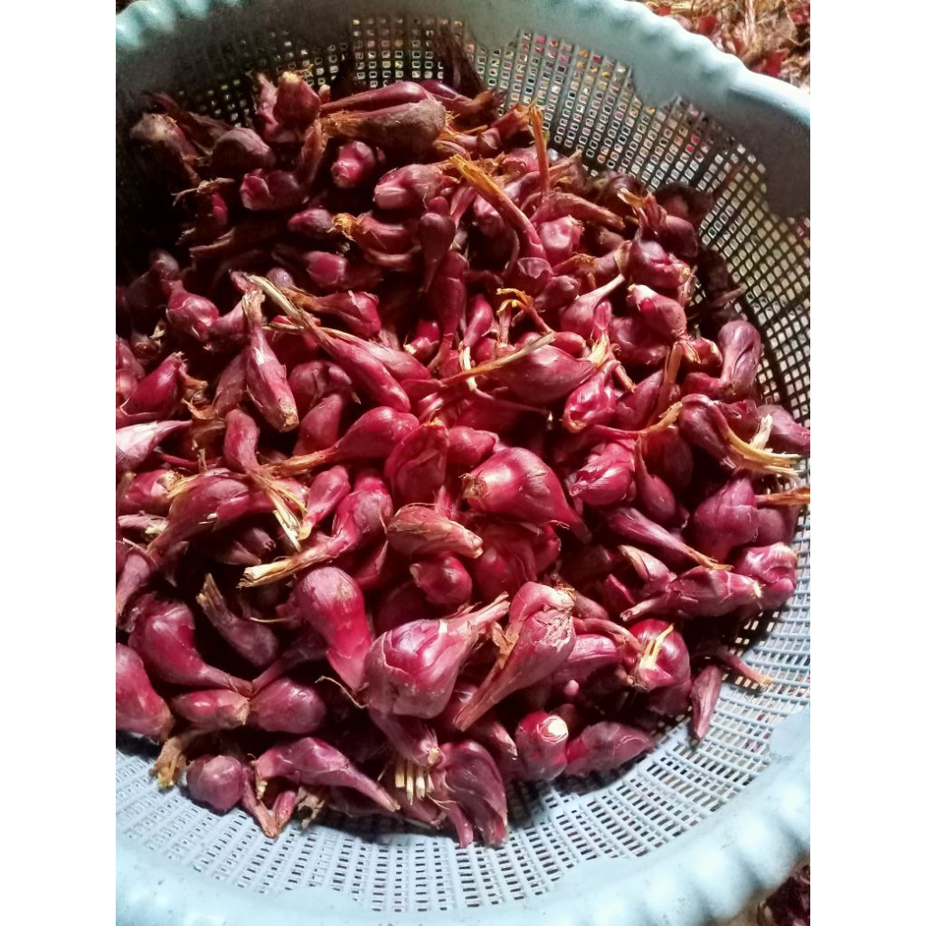 

Bawang Dayak.per.¹kg