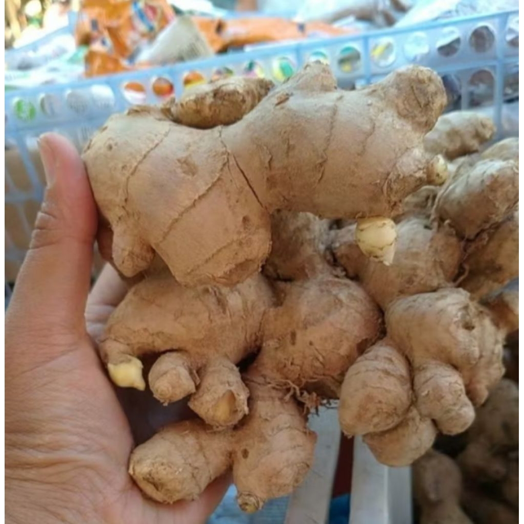 

Jahe Gajah Kualitas Super 1Kg Bumbu masak