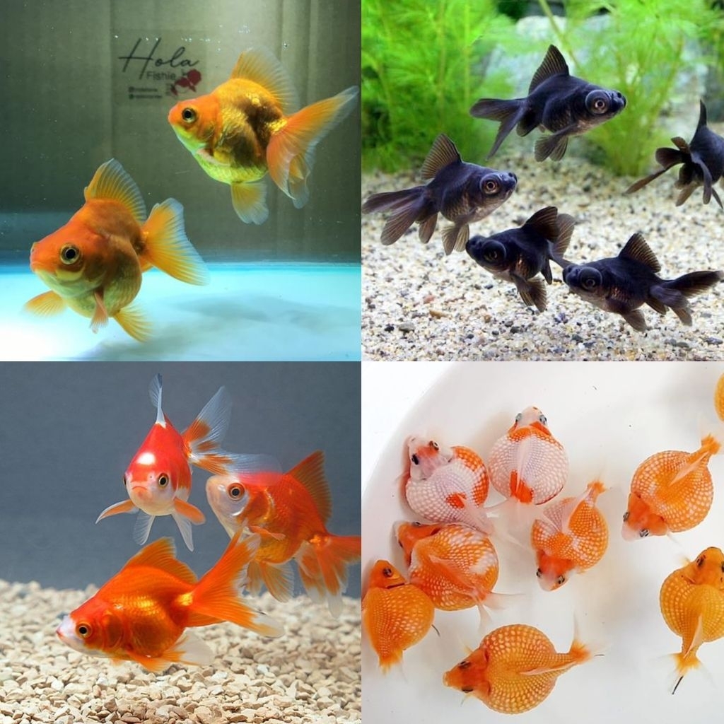 [Chan Aquatic] Ikan Hias Anakan Ikan Koki Lowo Hitam Koki Oranda Koki Tekim Koki Mutiara Size S Hias