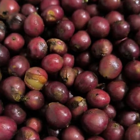 

Buah Kopi Robusta (100 Butir) untuk di tanam atau diolah