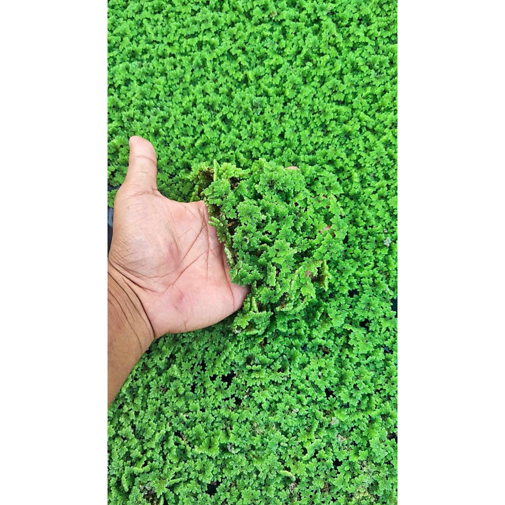 Azolla microphylla / azola / bibit azolla / indukan azola BIBT AZOLA KOLAM 1 KG
