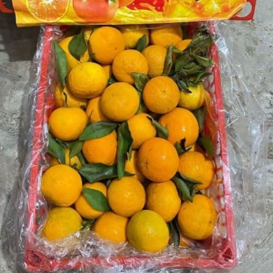 

JERUK MIKAM/CITRUS 1 KERANJANG /selalu baru 6kg