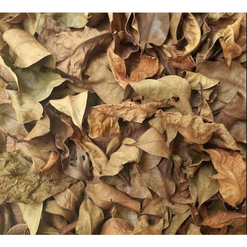 

500 Gram Daun Salam Kering / 250 Gram Daun Salam Kering Alami