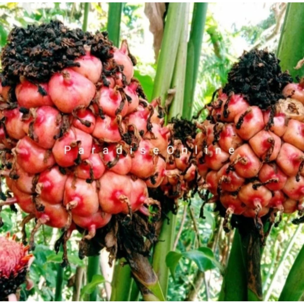 

Buah Honje Buah Kecomrang Merah 1kg Segar