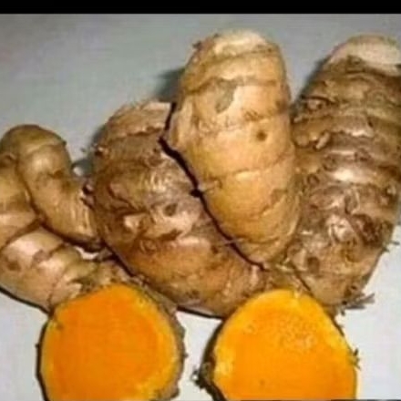 

umbi temulawak segar 1 kg