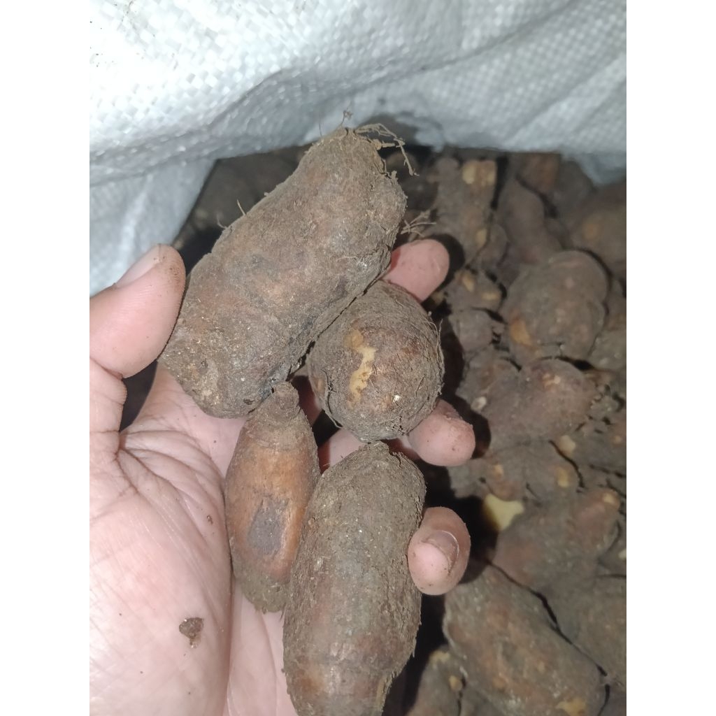 

Kentang Hitam/Bulu Organik 1kg kentang kelinci murah berkhasiat