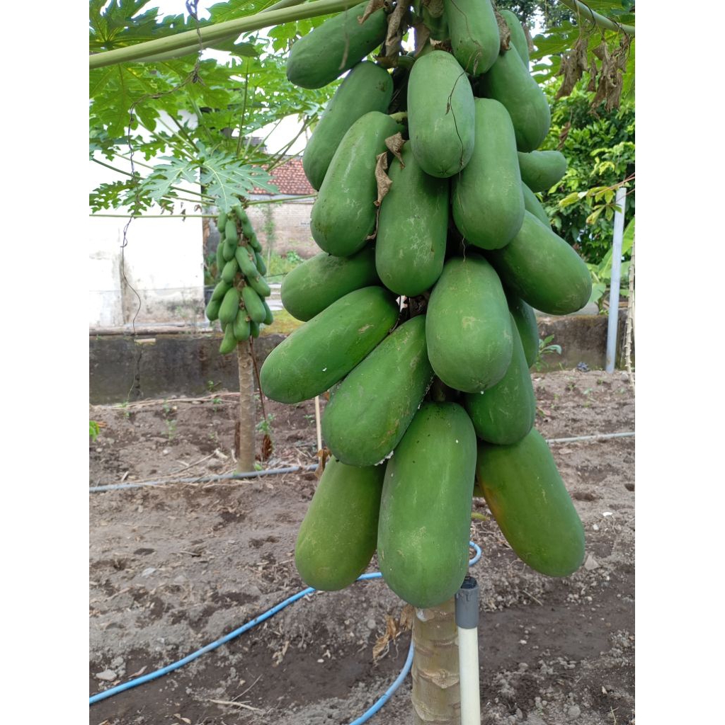 

buah pepaya
