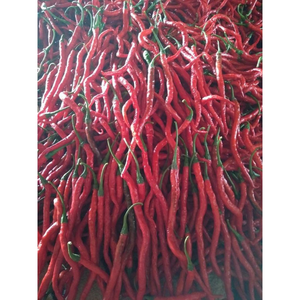 

cabe merah keriting 1kg fress langsung ddr petani khusus pengiriman pulau jawa