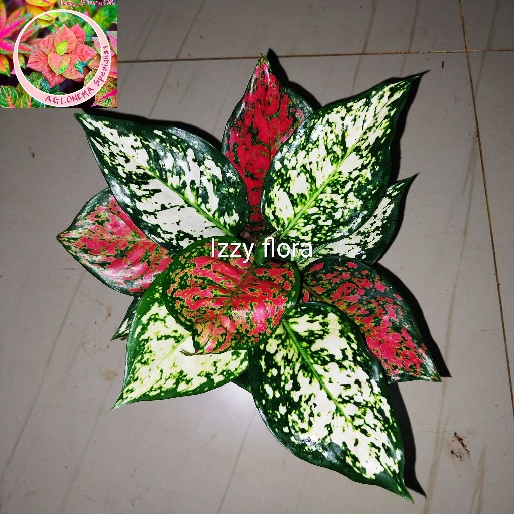 Tanamna Hias Aglonema Merah Putih  Rimbun Aglonema Merah Putih Berkualitas Tanaman Aglonema Koleksi