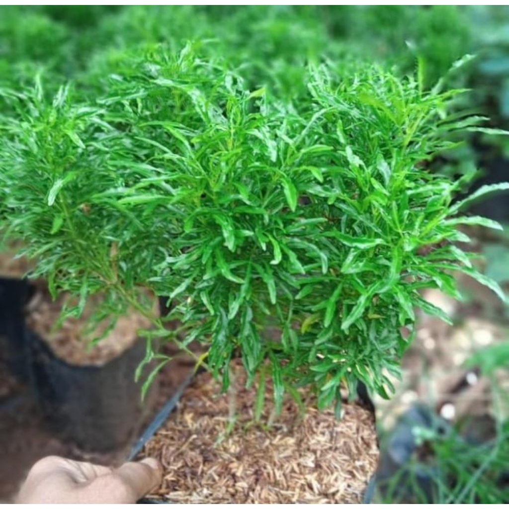 pohon brokoli hijau bibit