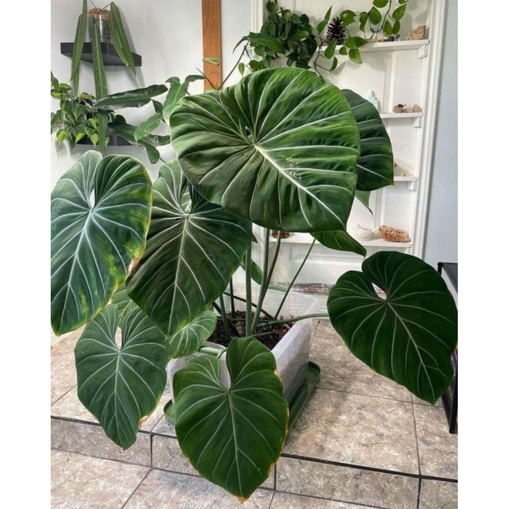 Gloriosum philodendron - Philodendron gloriosum - Tanaman Gloriosum philo - Philo gloriosum pohon