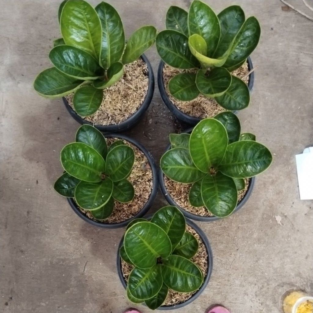 ANTHURIUM MANGKOK JEMANI KAISAR JUMBO