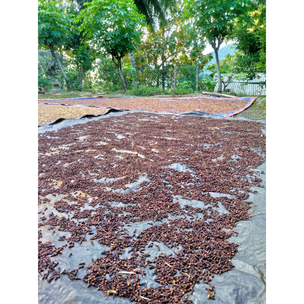 

cengkeh kering jemur matahari