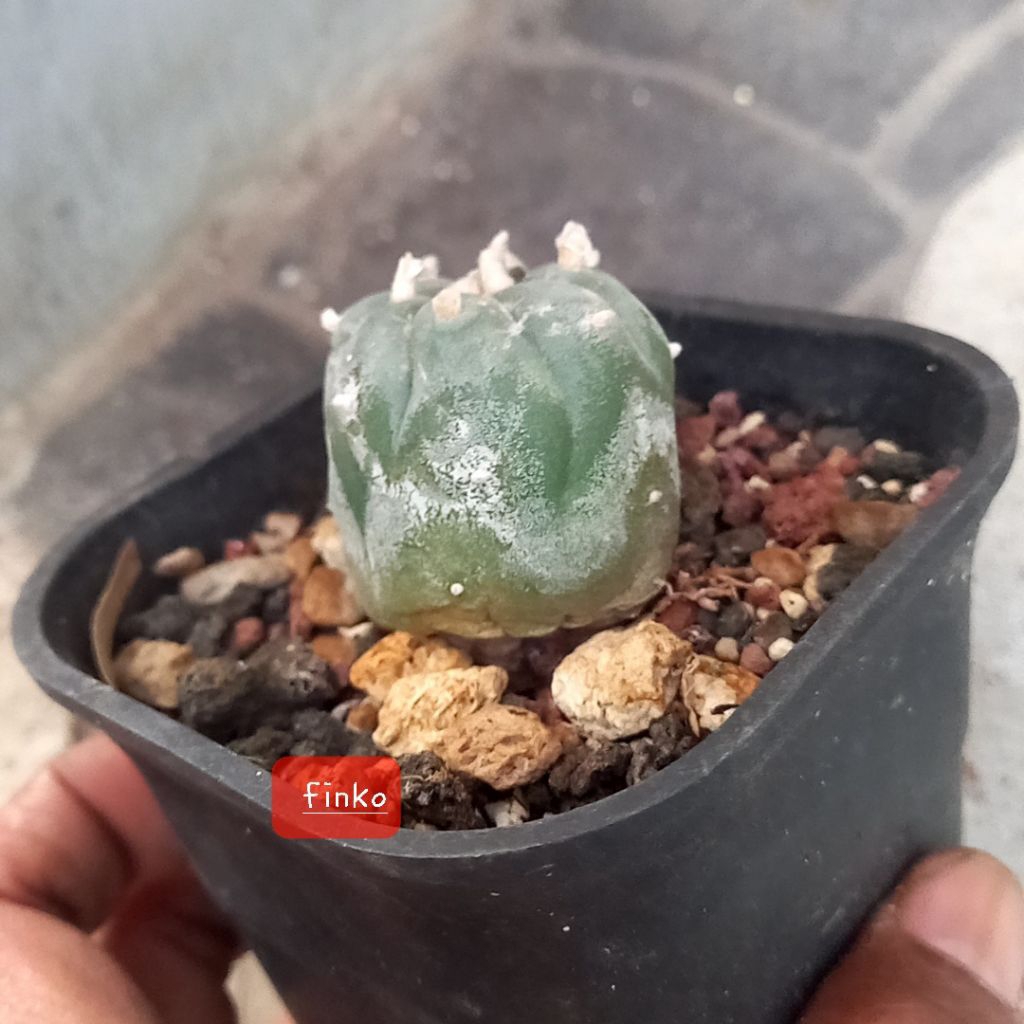 lophophora fricii. seedling.