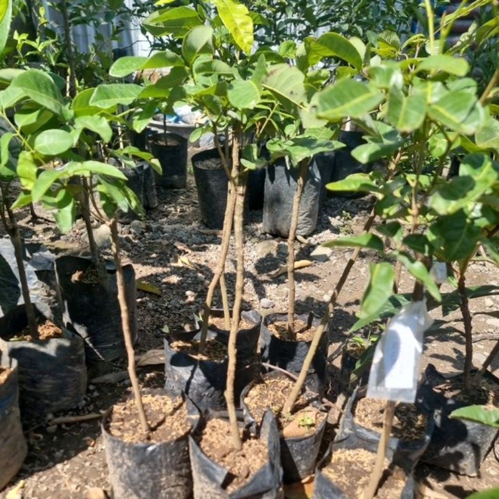 KELENGKENG MATALADA CANGKOK| Bibit Siap berbuah