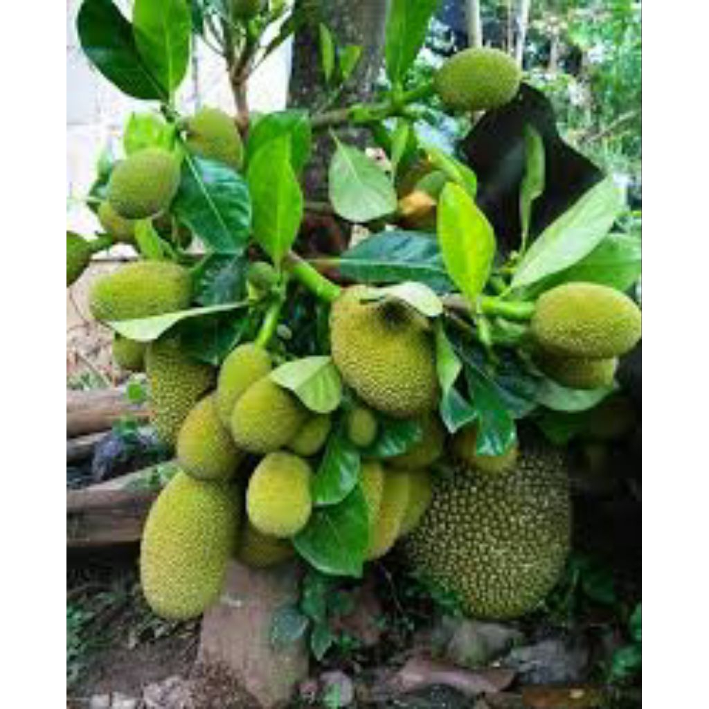 INDUKAN NANGKA SUDAH BERBUAH KARGO