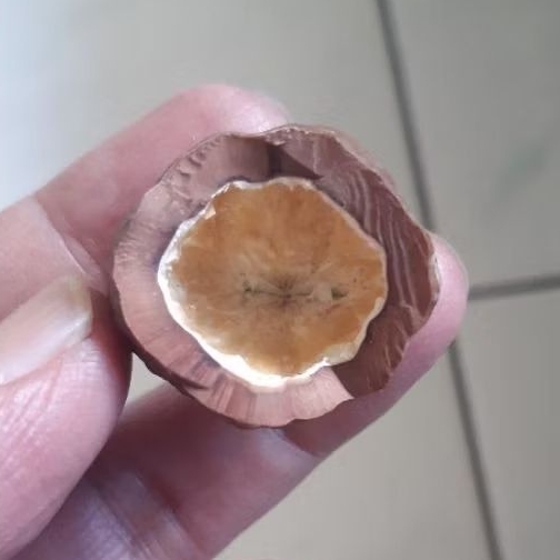 Kemiri Adu Muncang Adu Anak MD Tua Jatuhan