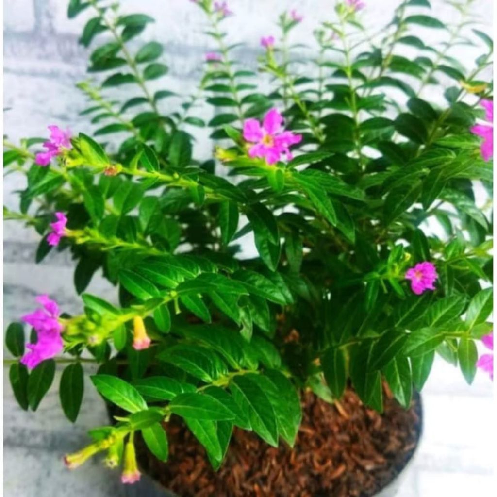 Taiwan Beuty/ Bunga Seribu Bintang tanaman Hias hidup