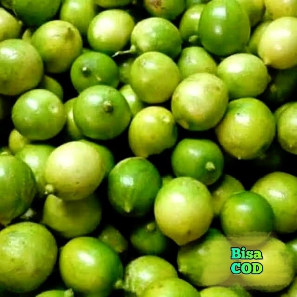 

jeruk Nipis || Jeruk pecel 500gr Fresh Murah (Langsung di Petik dari Kebun)