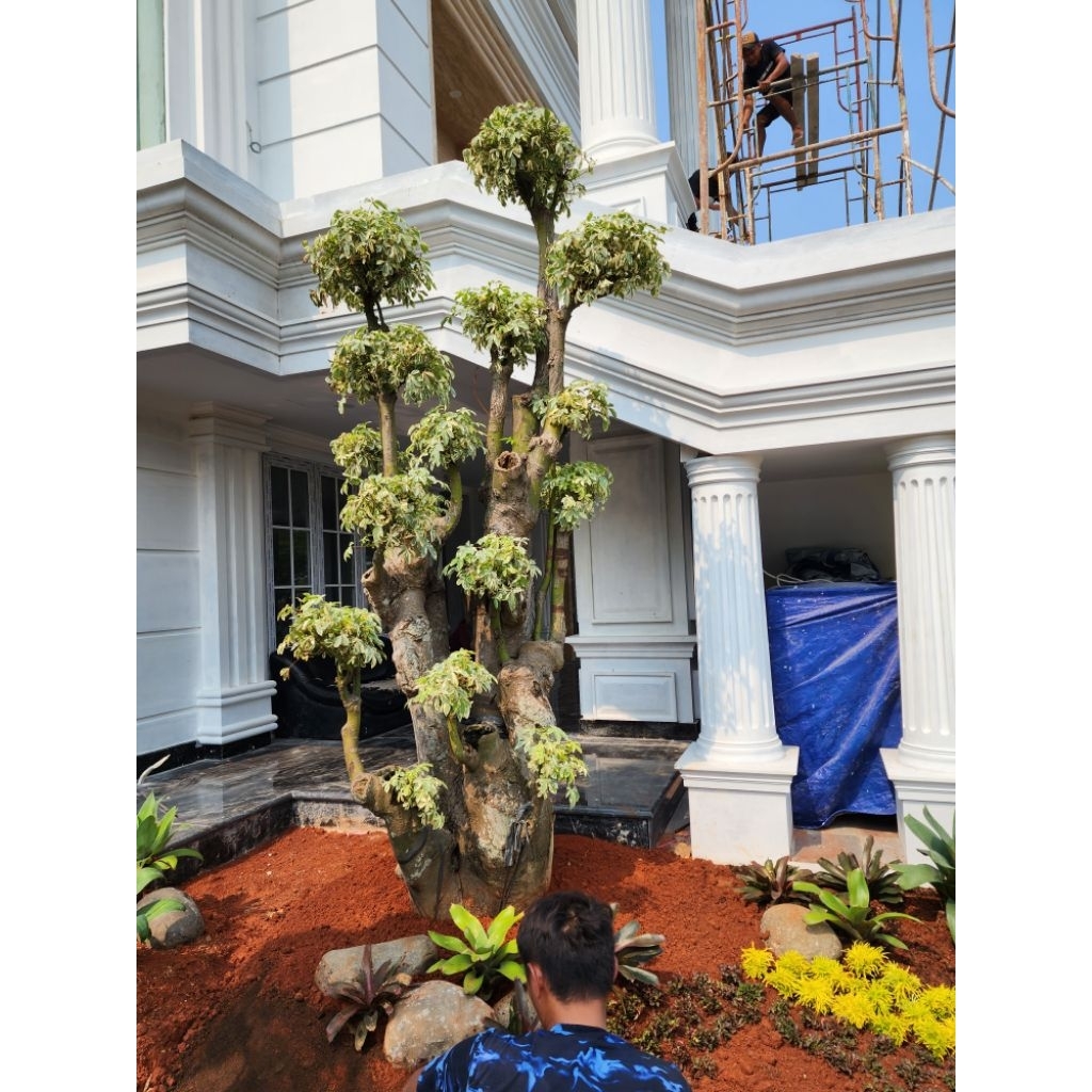 proses penanaman pohon randu varigata dan rumput swis