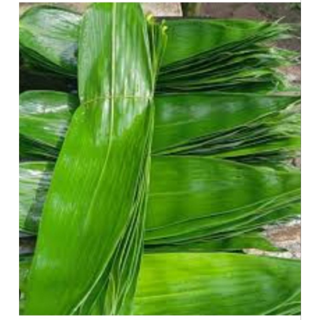 

100 lembar daun bambu besar bungkus bacang