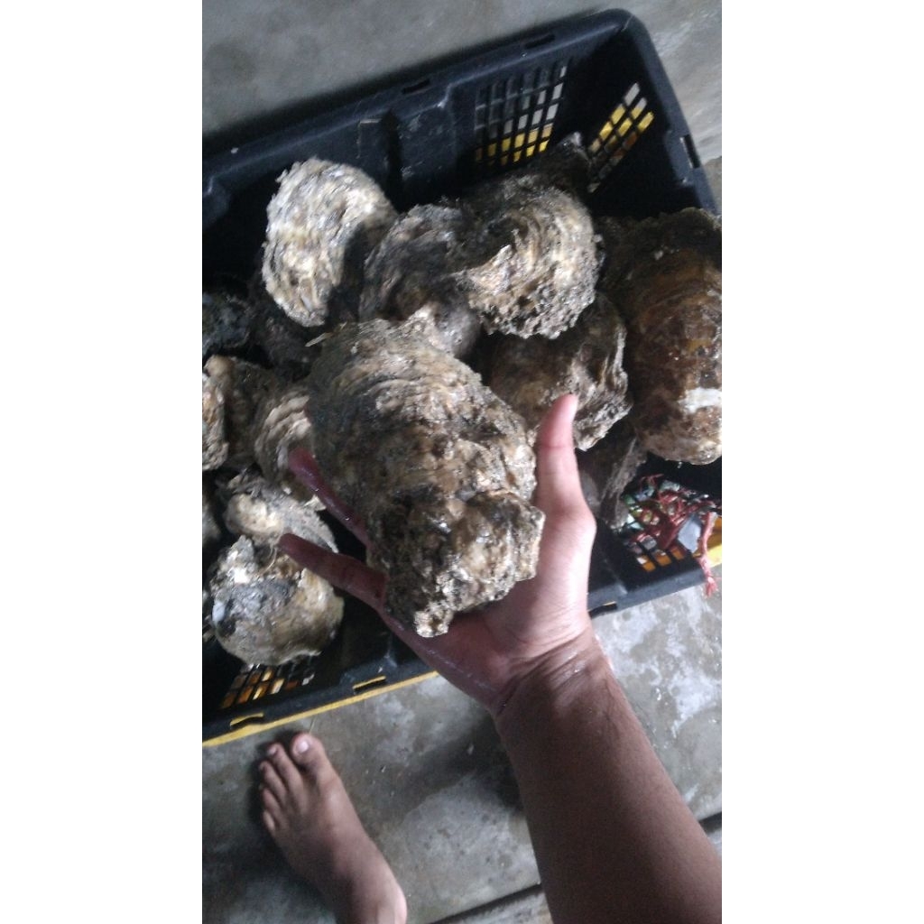 

kerang tirem
