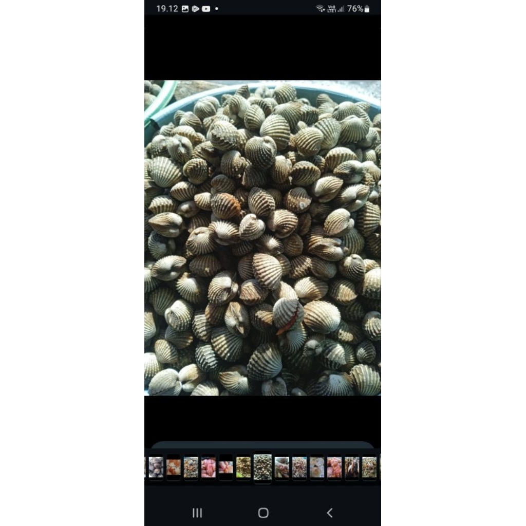 

kerang dara / kerang ijo