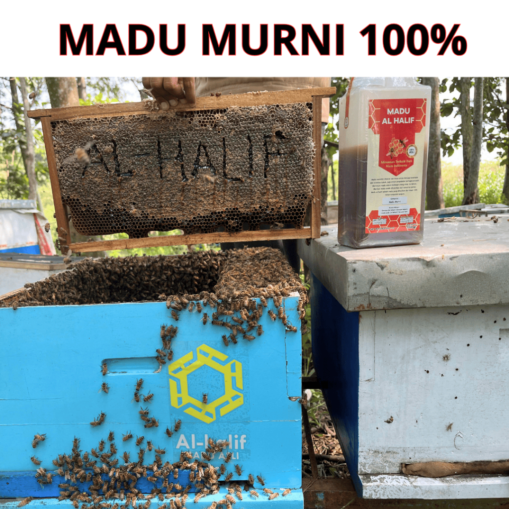 

AL - HALIF - Madu Murni 100% tanpa campuran I Madu Asli 100%