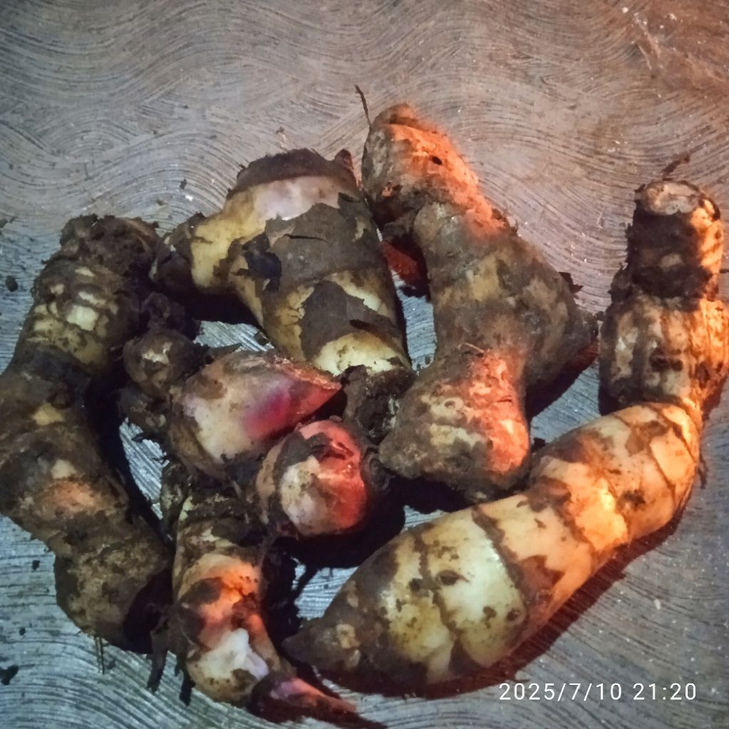 

ubi gayong dadakan 1kg