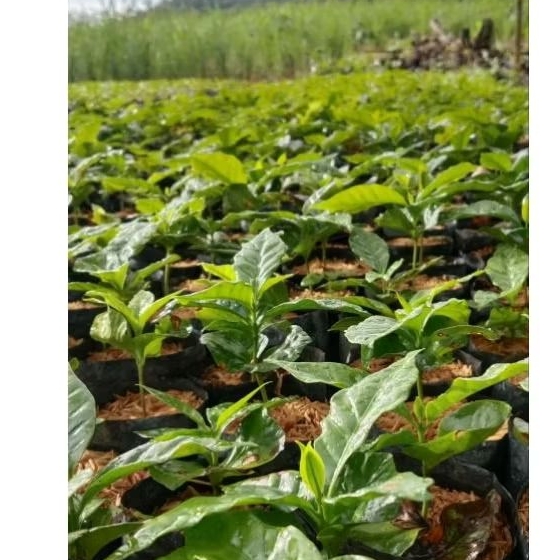 bibit kopi dalam polibag arabika Ateng super varietas gayo3
