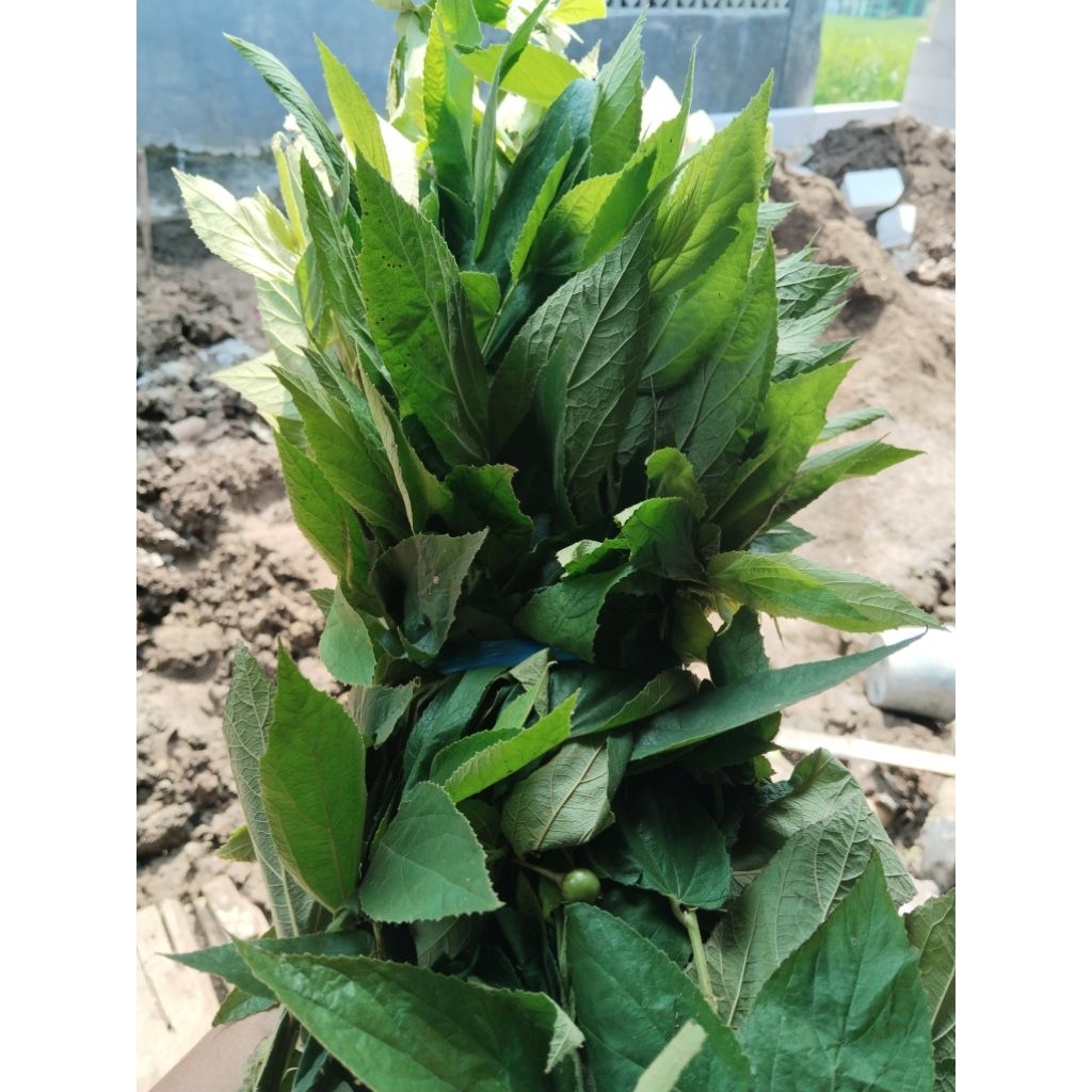 

daun kersen segar 1kg obat tradisional