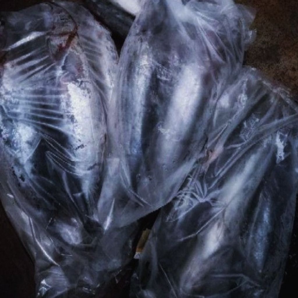 

Kode J. Ikan Baby Tuna Beku Kapal Frozen 1 kg