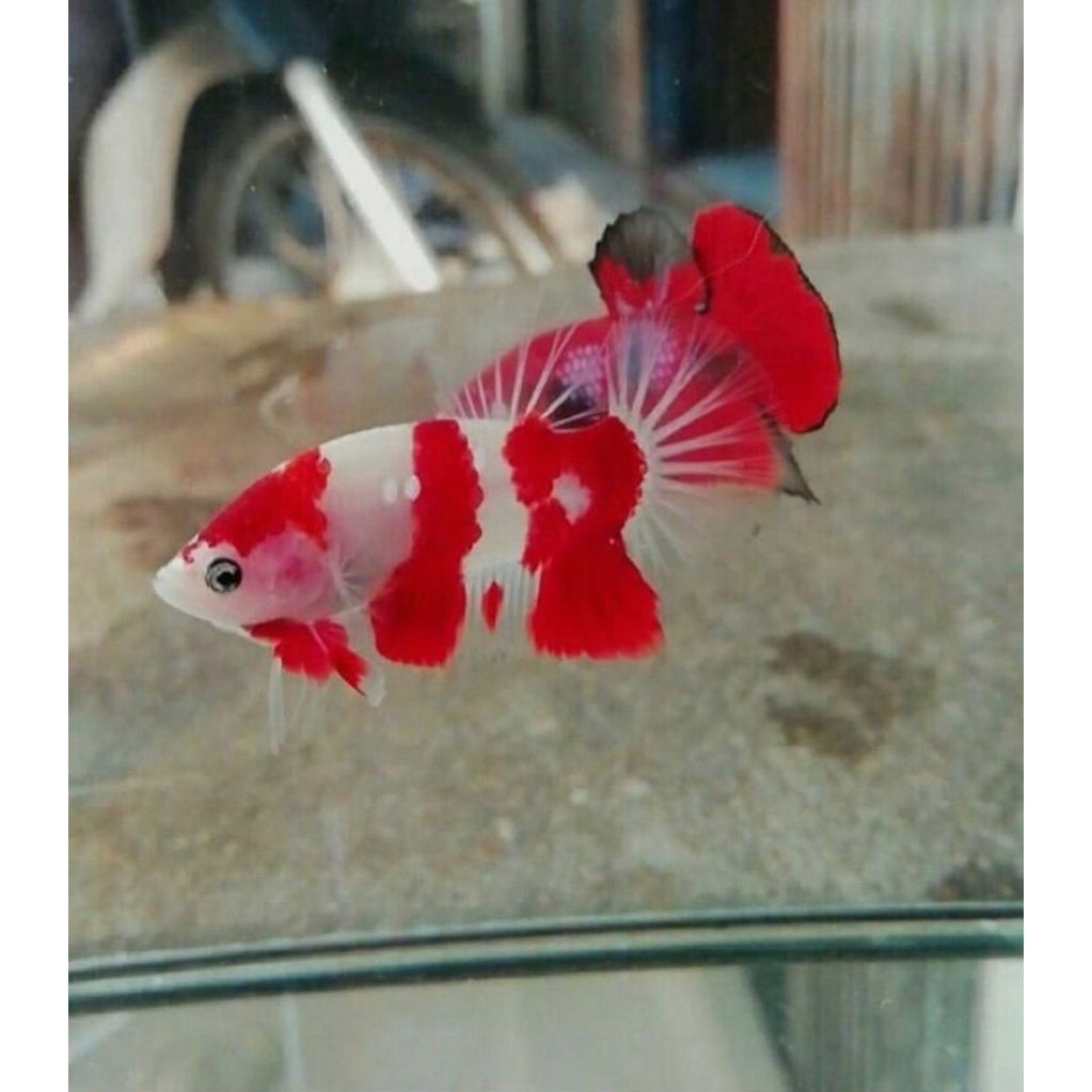 cupang cello bahan koi galaxy atau bahan mutasi