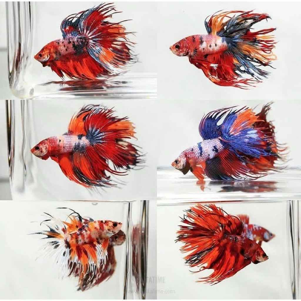 cupang halfmoon nemo isi 6 ekor warna bagus cerah, ekor lebar, kualitas bagus