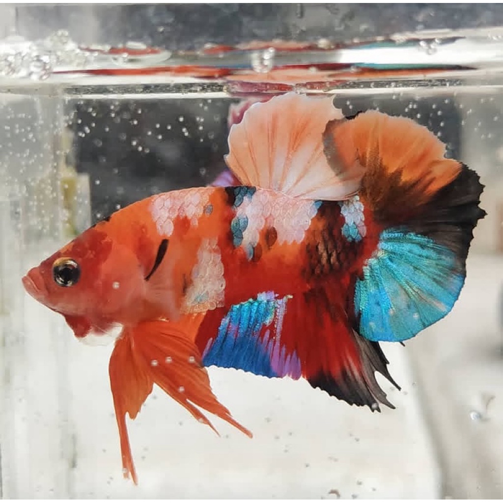 cupang nemo barong galaxy, kualitas bagus, warna full cerah