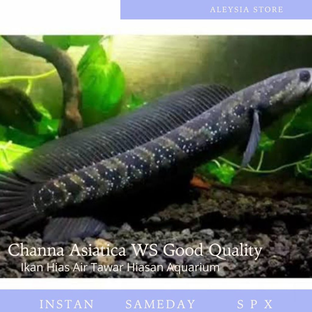 Hiasan Aquarium Channa Asiatica WS 7-8Cm Good Quality