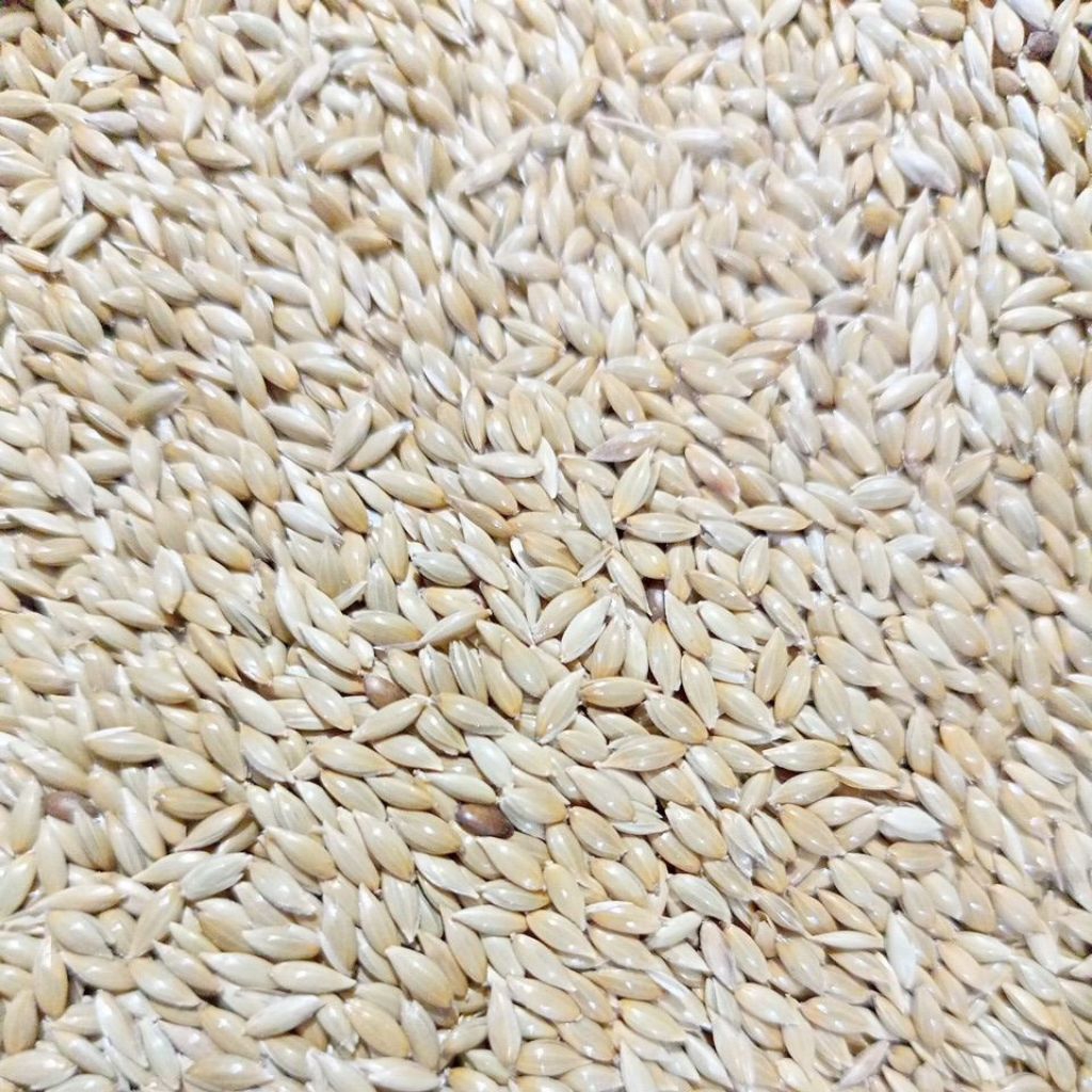 Kenari seed 1Kg