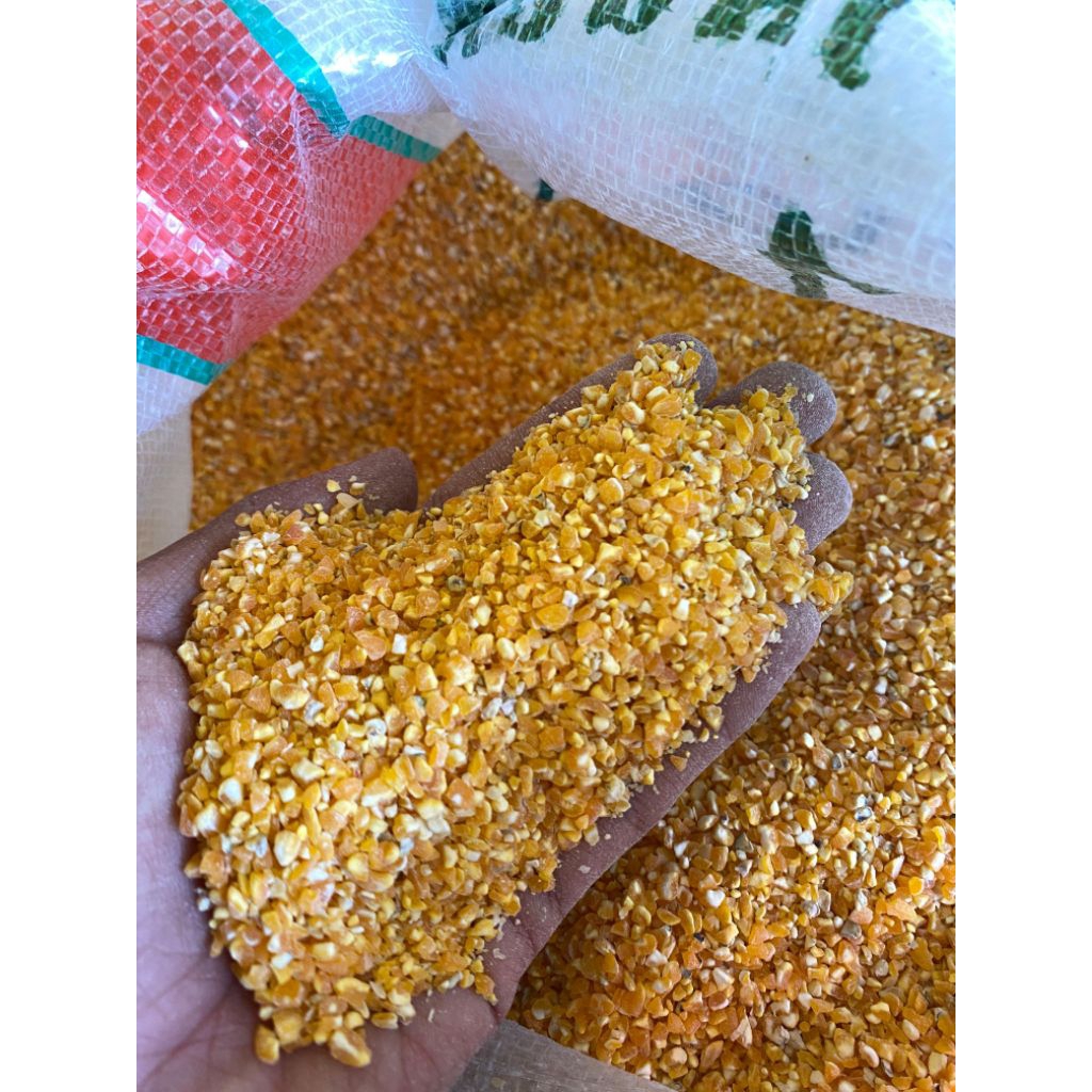 

Jagung Giling Pecah Lembut/Kecil Cocok Untuk Anakan