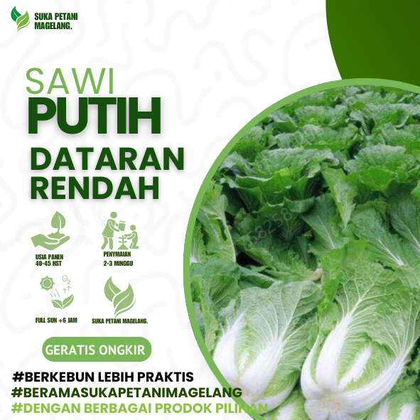 25 Biji - Benih SAWI PUTIH DATARAN RENDAH, Tahan panas, khusus dataran rendah