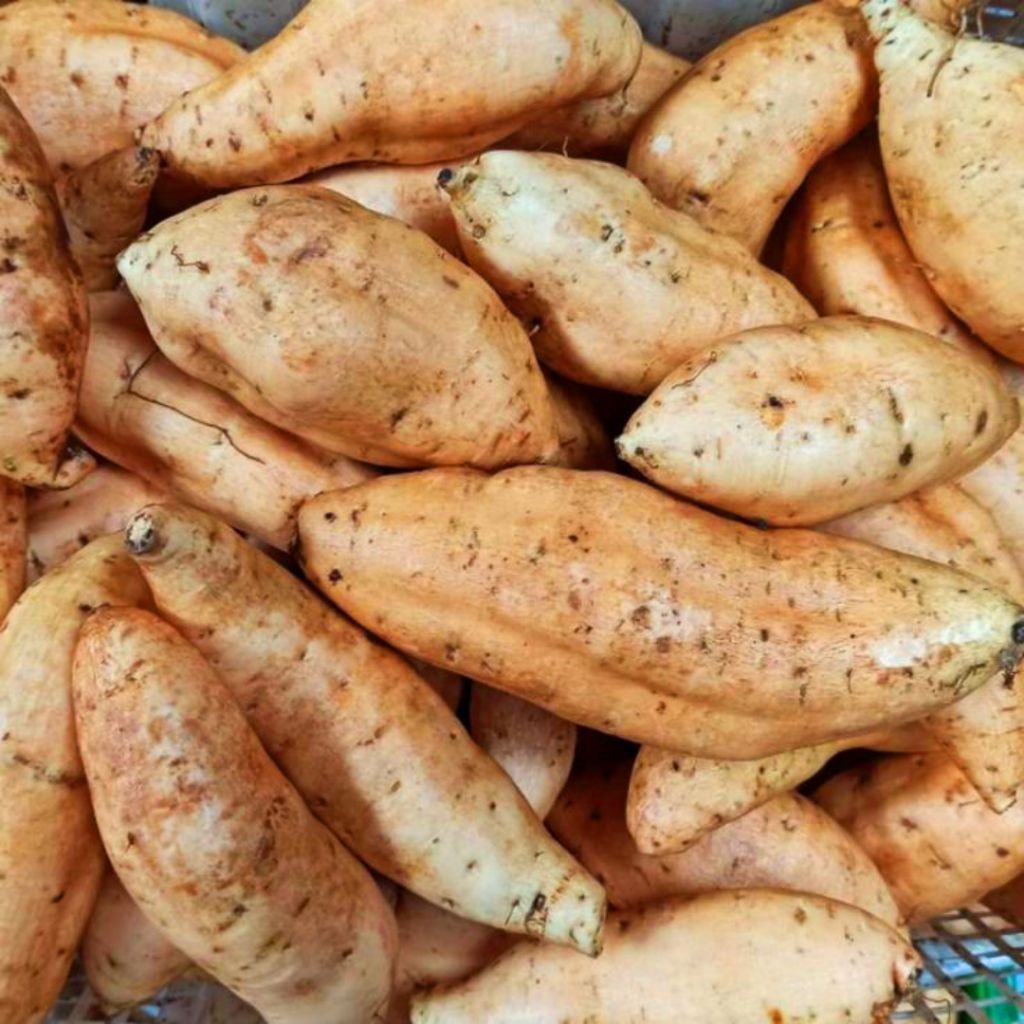 

Ubi Madu Cilembu Manis Umbi Cilembu Ubi Cilembu | 4 Kg