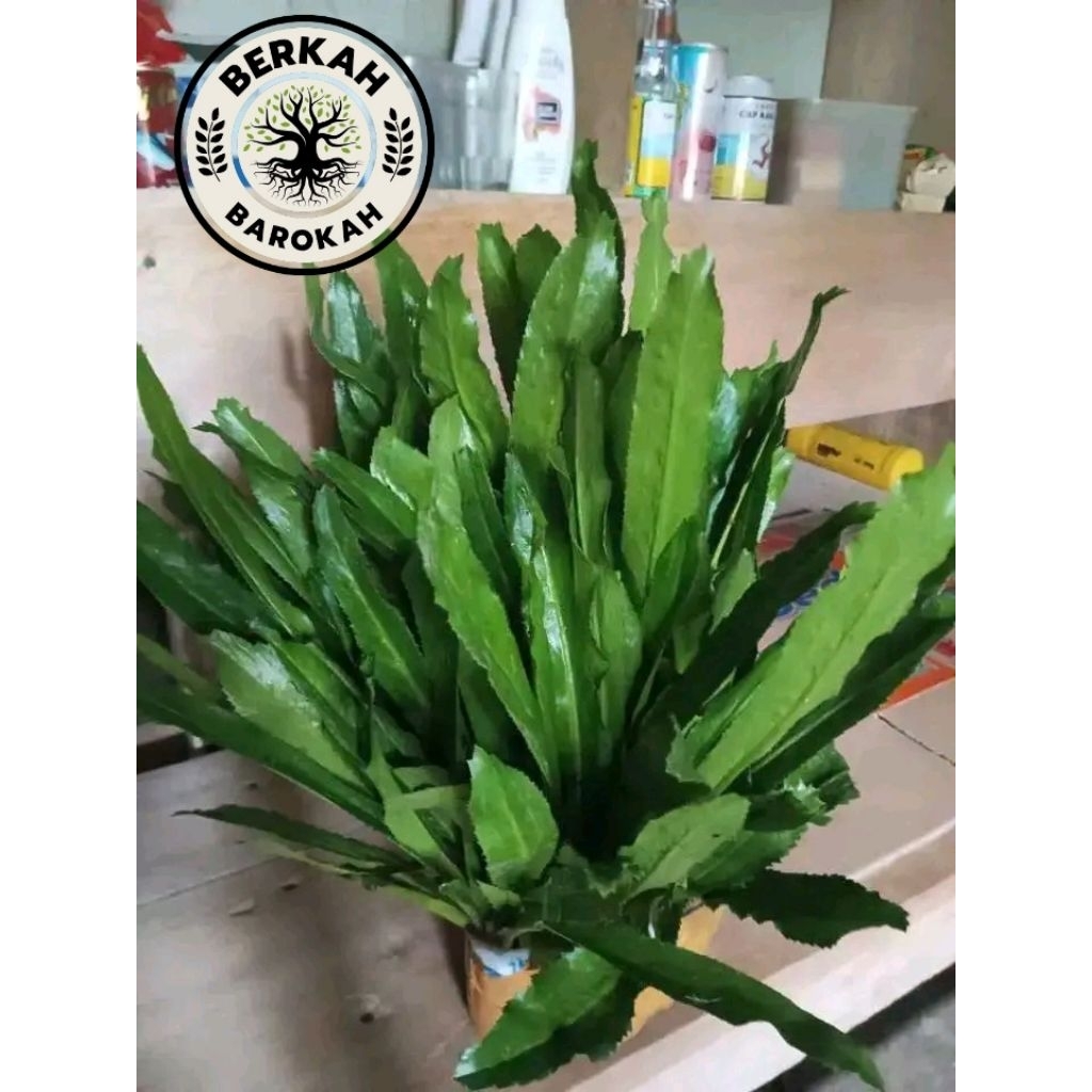 

daun walang sangit segar 250gram