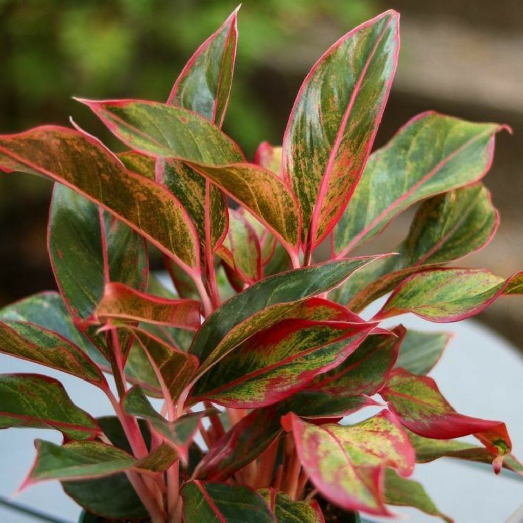 Tanaman Hias Aglonema lipstik - Aglonema Aurora - Lipstik Tanaman - Aglonema Lipstik merah