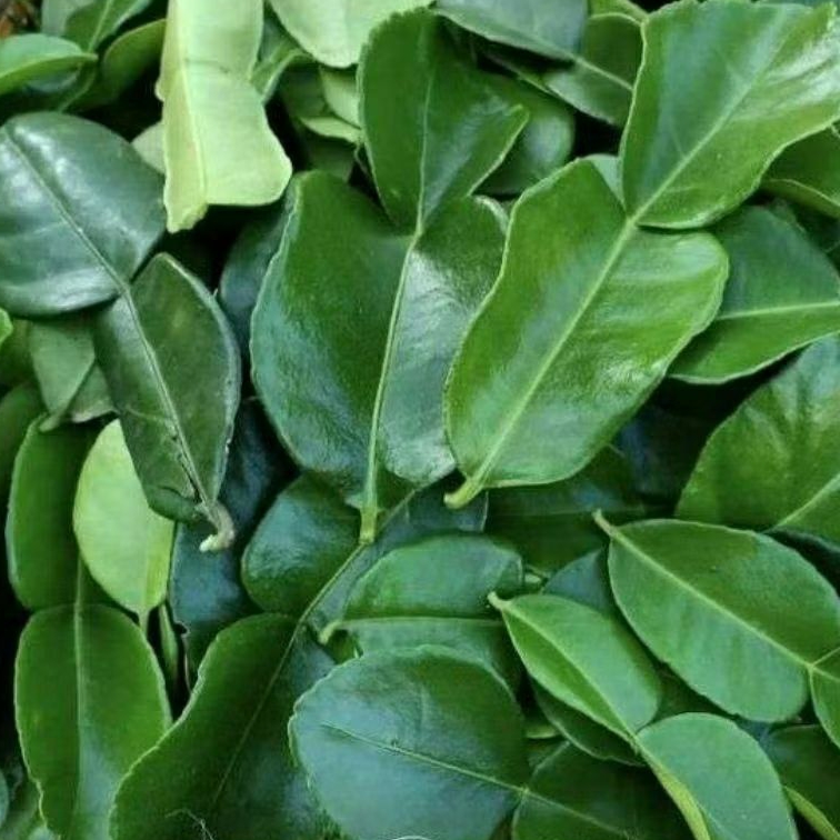 

daun jeruk segar 50 gr