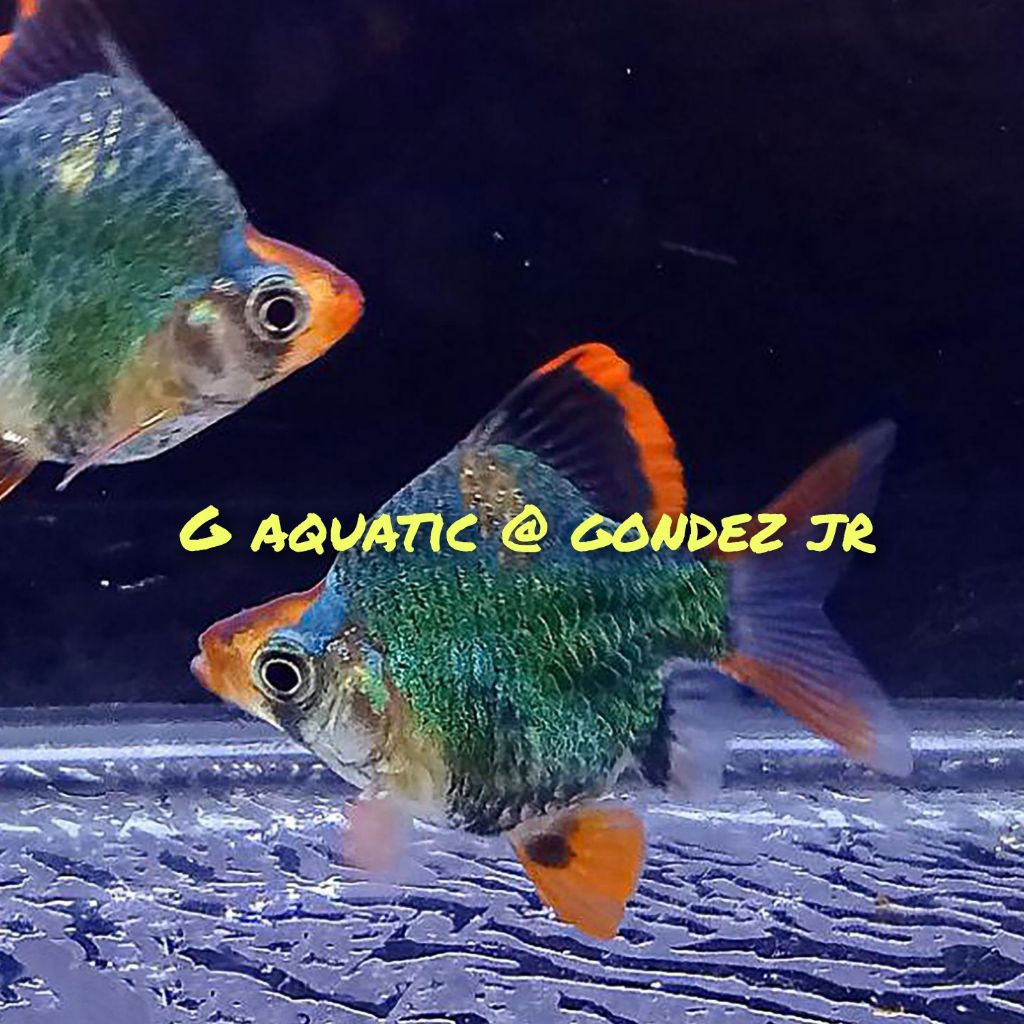 ikan sumatra green balon size L