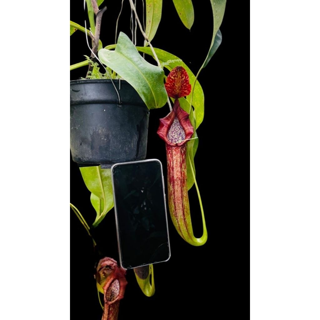 Nepenthes Maxima Maluku size M