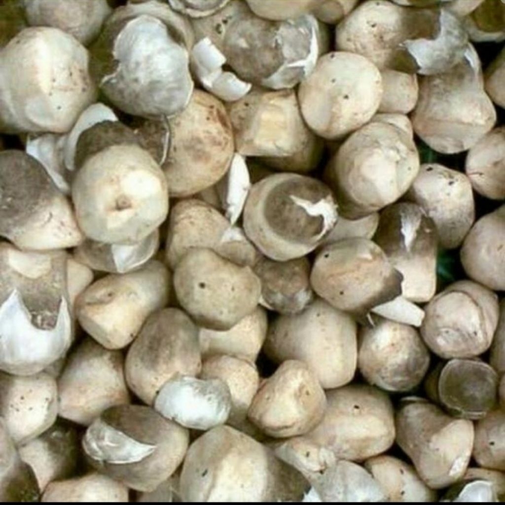 

Jamur merang per 250gr