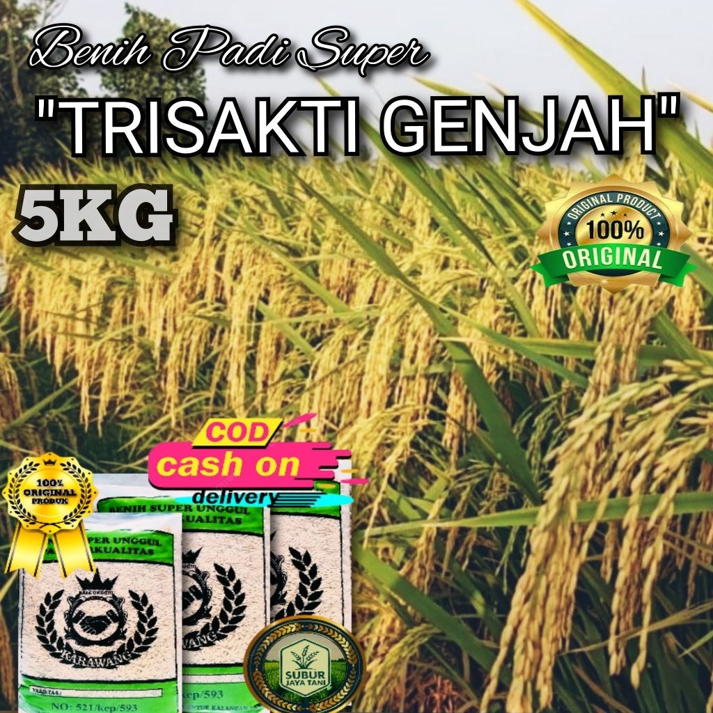 (5KG) Benih Padi TRISAKTI 75 HST bibit unggul super genjah berkualitas
