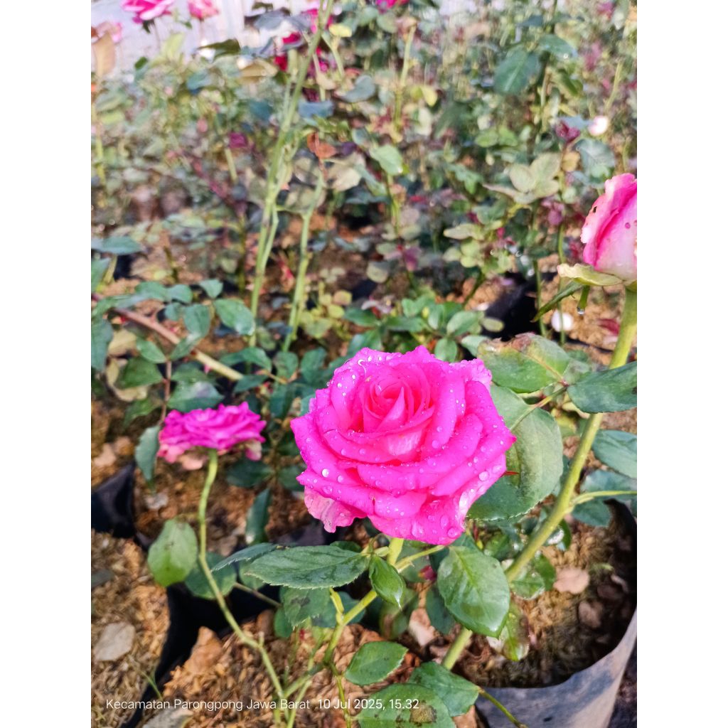 bunga jenis mawar cantik